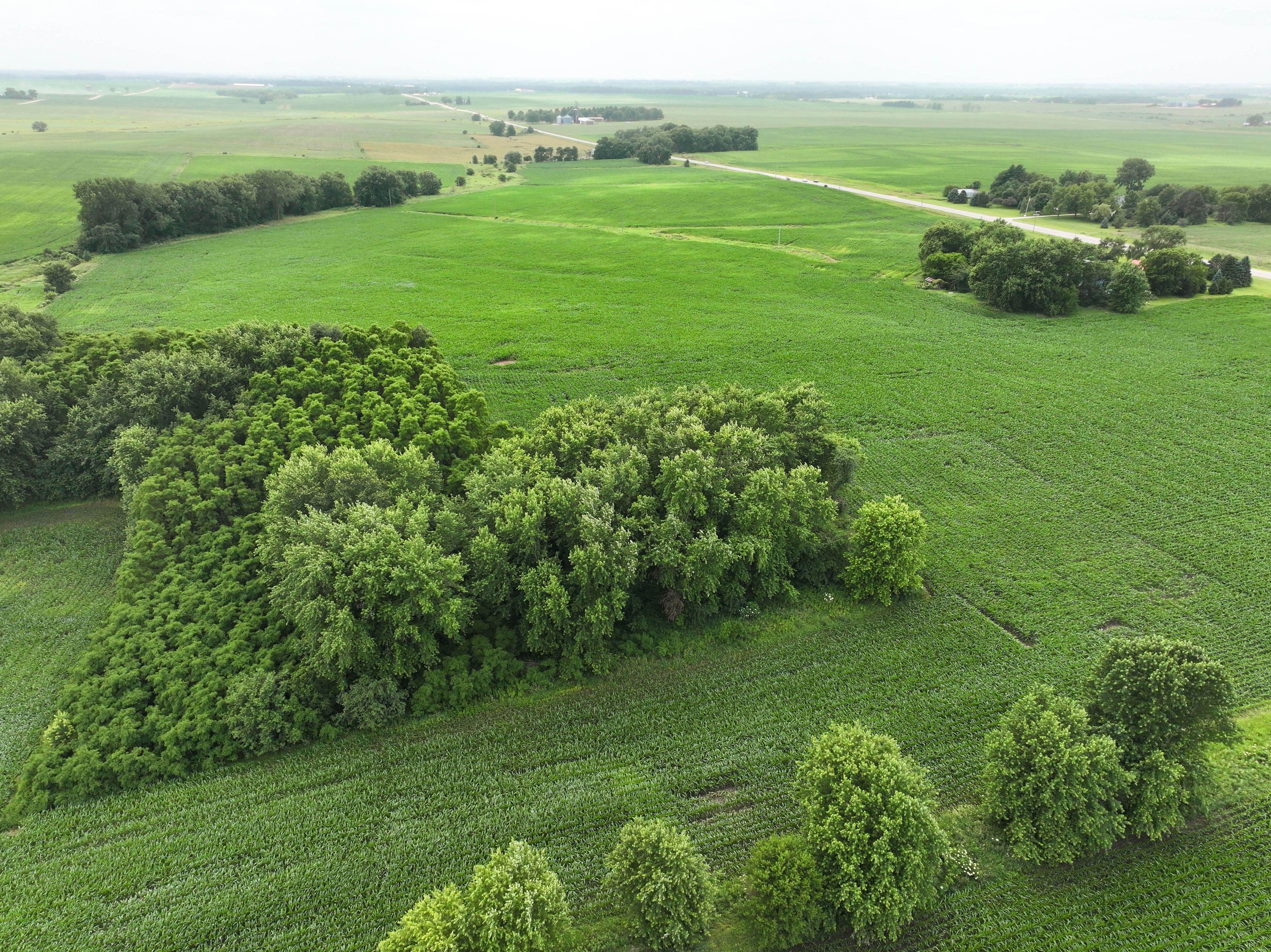 Listing Photo: 16 - Buchanan County Iowa Land Auction